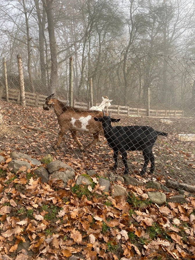 c6adc3bb-d8fd-4d27-9c27-5059c207e1d8